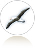 Albatros Bol Home - la nuovissima piattaforma .NET di Booking on line per le strutture ricettive